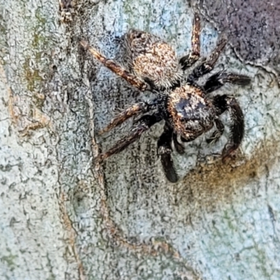 Servaea sp. (genus) (Unidentified Servaea jumping spider) at Molonglo Valley, ACT - 2 Jan 2022 by trevorpreston