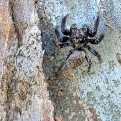 Servaea sp. (genus) at Molonglo Valley, ACT - 2 Jan 2022 11:44 AM