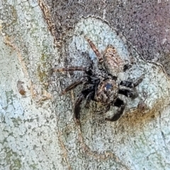 Servaea sp. (genus) at Molonglo Valley, ACT - 2 Jan 2022