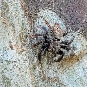 Servaea sp. (genus) at Molonglo Valley, ACT - 2 Jan 2022