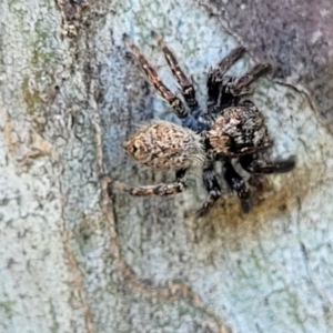 Servaea sp. (genus) at Molonglo Valley, ACT - 2 Jan 2022