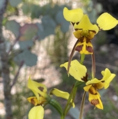 Diuris sulphurea (Tiger Orchid) at Booth, ACT - 1 Jan 2022 by JaneR