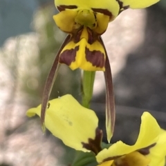 Diuris sulphurea at Booth, ACT - suppressed