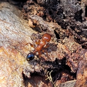 Podomyrma sp. (genus) at Molonglo Valley, ACT - 2 Jan 2022