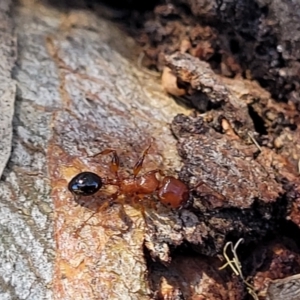 Podomyrma sp. (genus) at Molonglo Valley, ACT - 2 Jan 2022 11:44 AM