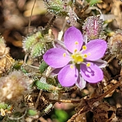 Spergularia rubra (Sandspurrey) at Molonglo Valley, ACT - 2 Jan 2022 by trevorpreston