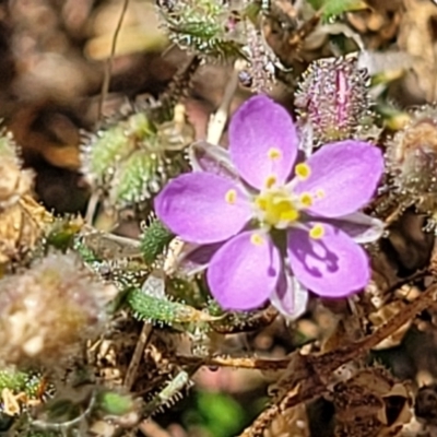 Spergularia rubra (Sandspurrey) at Kama - 2 Jan 2022 by tpreston