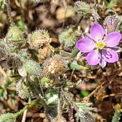 Spergularia rubra at Molonglo Valley, ACT - 2 Jan 2022 11:42 AM