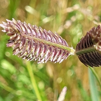 Eleusine tristachya (Goose Grass, Crab Grass, American Crows-Foot Grass) at Molonglo Valley, ACT - 2 Jan 2022 by trevorpreston