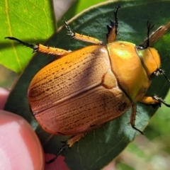 Anoplognathus brunnipennis (Green-tailed Christmas beetle) at Kama - 2 Jan 2022 by trevorpreston