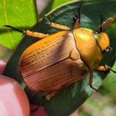 Anoplognathus brunnipennis (Green-tailed Christmas beetle) at Belconnen, ACT - 2 Jan 2022 by trevorpreston