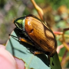 Anoplognathus brunnipennis at Belconnen, ACT - 2 Jan 2022