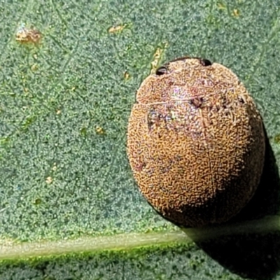 Trachymela sp. (genus) (Brown button beetle) at Kama - 2 Jan 2022 by tpreston
