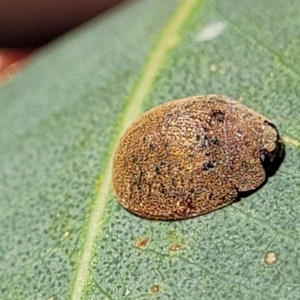 Trachymela sp. (genus) at Molonglo Valley, ACT - 2 Jan 2022