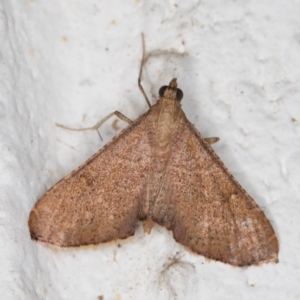 Endotricha ignealis at Melba, ACT - 28 Oct 2021 12:43 AM