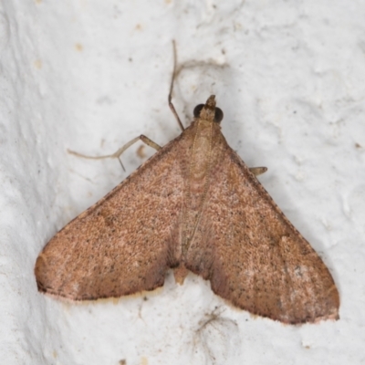 Endotricha ignealis (A Pyralid moth (Endotrichinae)) at Melba, ACT - 27 Oct 2021 by kasiaaus