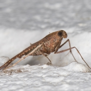 Endotricha ignealis at Melba, ACT - 28 Oct 2021 12:43 AM