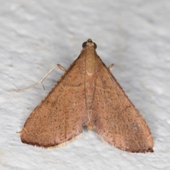 Endotricha ignealis at Melba, ACT - 28 Oct 2021 12:43 AM