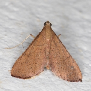 Endotricha ignealis at Melba, ACT - 28 Oct 2021 12:43 AM