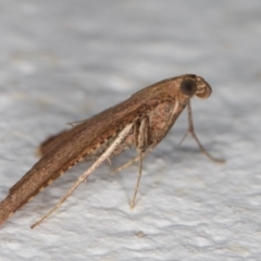 Endotricha ignealis at Melba, ACT - 28 Oct 2021 12:43 AM