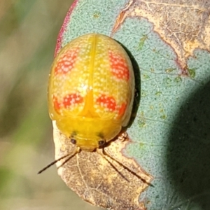 Paropsisterna fastidiosa at Molonglo Valley, ACT - 2 Jan 2022