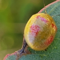 Paropsisterna fastidiosa at Molonglo Valley, ACT - 2 Jan 2022