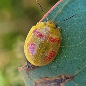 Paropsisterna fastidiosa at Molonglo Valley, ACT - 2 Jan 2022