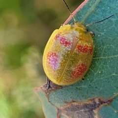 Paropsisterna fastidiosa at Molonglo Valley, ACT - 2 Jan 2022