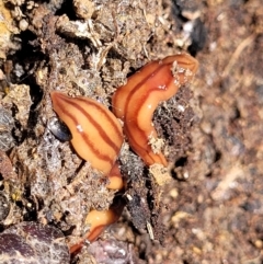 Anzoplana trilineata (A Flatworm) at Molonglo Valley, ACT - 2 Jan 2022 by trevorpreston