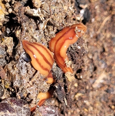 Anzoplana trilineata (A Flatworm) at Molonglo Valley, ACT - 2 Jan 2022 by trevorpreston