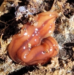 Anzoplana trilineata at Molonglo Valley, ACT - 2 Jan 2022 11:15 AM