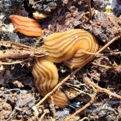 Fletchamia quinquelineata (Five-striped flatworm) at Kama - 2 Jan 2022 by tpreston