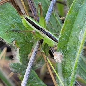 Conocephalus semivittatus at Molonglo Valley, ACT - 2 Jan 2022