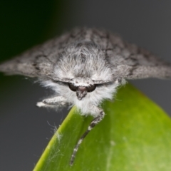 Cyneoterpna wilsoni (Cyneoterpna wilsoni) at Melba, ACT - 27 Oct 2021 by kasiaaus