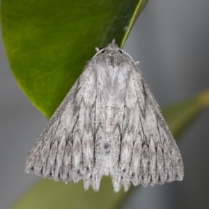 Cyneoterpna wilsoni at Melba, ACT - 27 Oct 2021 11:31 PM