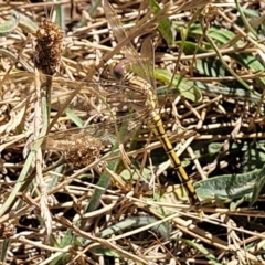 Orthetrum caledonicum (Blue Skimmer) at Molonglo Valley, ACT - 2 Jan 2022 by trevorpreston