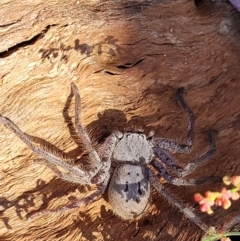Isopeda canberrana (Canberra Huntsman Spider) at Kama - 1 Jan 2022 by trevorpreston