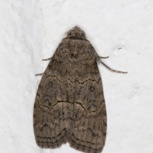 Calathusa sp nr dispila at Melba, ACT - 27 Oct 2021 11:32 PM