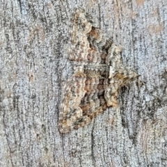 Phrissogonus laticostata (Apple looper moth) at Molonglo Valley, ACT - 2 Jan 2022 by trevorpreston