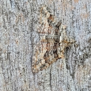 Phrissogonus laticostata at Molonglo Valley, ACT - 2 Jan 2022