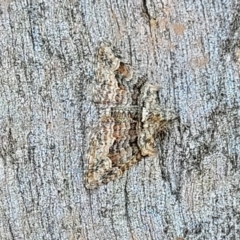 Phrissogonus laticostata at Molonglo Valley, ACT - 2 Jan 2022