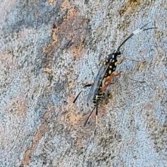 Xanthocryptus novozealandicus (Lemon tree borer parasite wasp) at Molonglo Valley, ACT - 2 Jan 2022 by trevorpreston