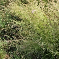 Poa helmsii (Broad-leaved Snow Grass) at Molonglo River Reserve - 1 Jan 2022 by trevorpreston