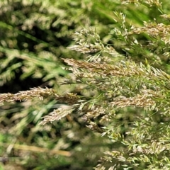 Poa helmsii at Molonglo Valley, ACT - 2 Jan 2022 10:50 AM