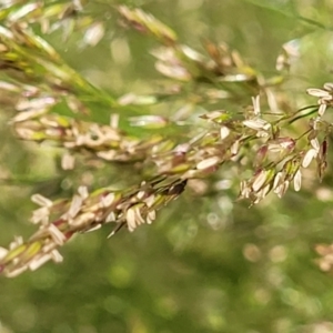 Poa helmsii at Molonglo Valley, ACT - 2 Jan 2022