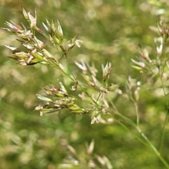 Poa helmsii at Molonglo Valley, ACT - 2 Jan 2022