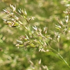 Poa helmsii at Molonglo Valley, ACT - 2 Jan 2022