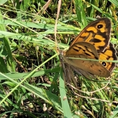 Heteronympha merope (Common Brown Butterfly) at Kama - 1 Jan 2022 by tpreston