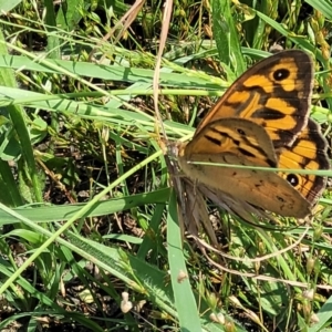 Heteronympha merope at Molonglo Valley, ACT - 2 Jan 2022