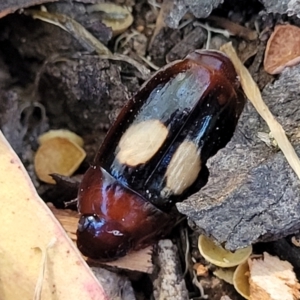 Sphallomorpha ruficollis at Molonglo Valley, ACT - 2 Jan 2022